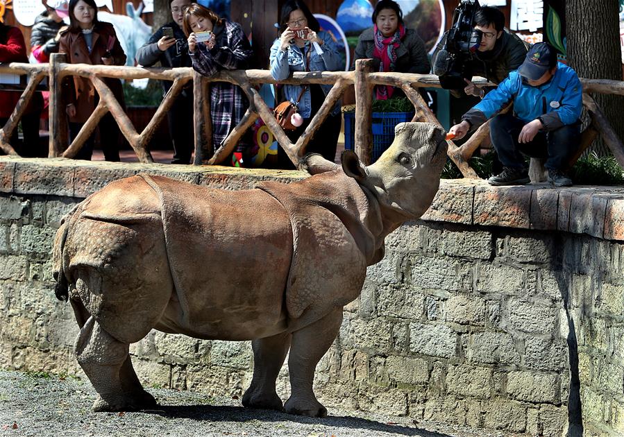 上海：亚洲独角犀牛正式与游客见面