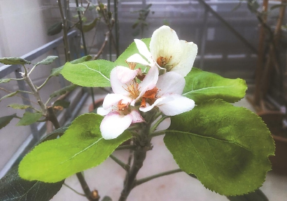 “牛顿苹果树”在上海开花了
