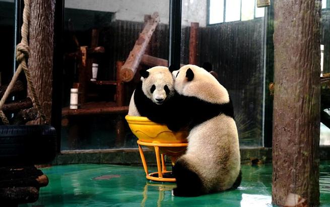 上海动物园：给大熊猫过生日