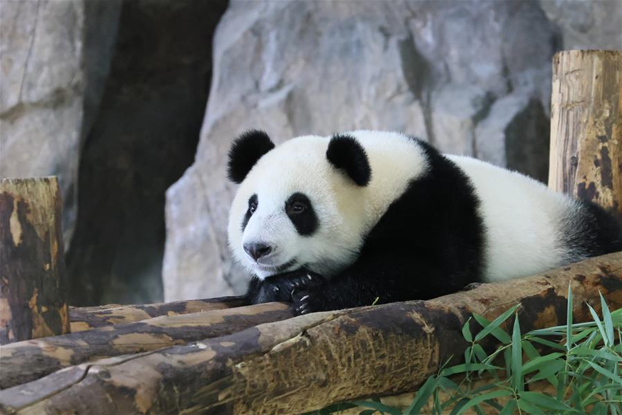 上海：大熊貓寶寶等你來取名