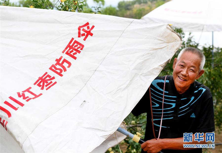 （经济）（3）陕北枣农贴心“防雨伞”