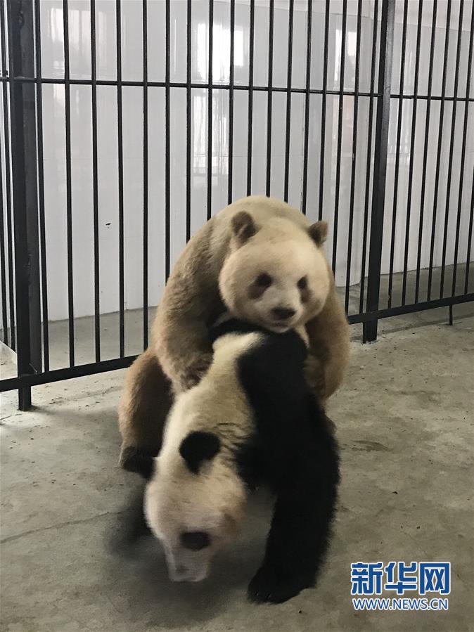 全球唯一圈养棕色大熊猫"七仔"首次成功自然交配