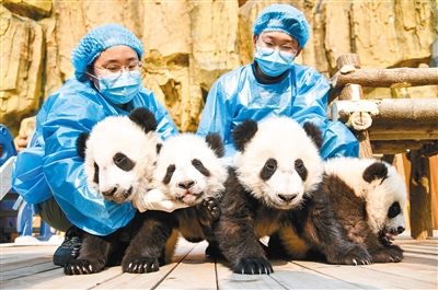 4只"2020级"秦岭大熊猫宝宝有了名字