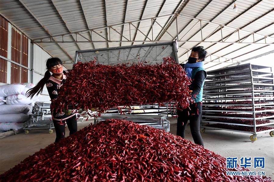 （经济）（2）山西襄汾：红了辣椒 富了腰包