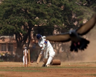 板球风行印度