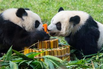 澳門大熊貓雙胞胎喜迎一周歲生日