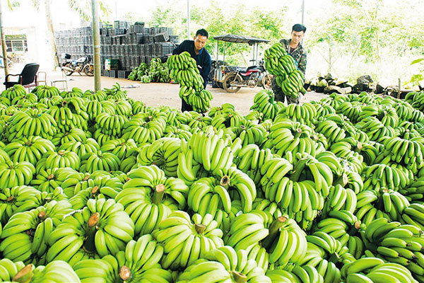 澄迈香蕉年产值逾10亿元