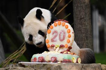 旅美大熊貓“添添”慶祝20歲生日