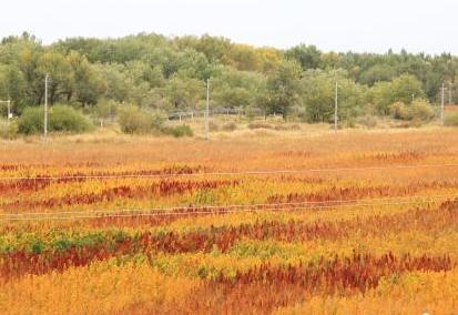 新疆兵团数千亩藜麦成熟姹紫嫣红美不胜收