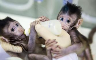 世界生命科學重大突破！ 兩只克隆猴在中國誕生