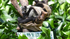廣州長隆成功繁育中國首例斑狐猴三胞胎