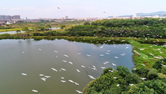 江西金溪：白鷺翩躚生態美