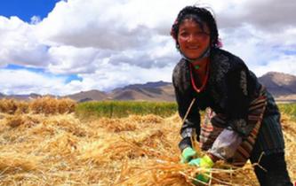 西藏各地青稞進入收割季節