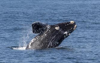 第27届鲸鱼节南非赫曼纽斯开幕