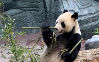 大熊猫黄山“安新家”