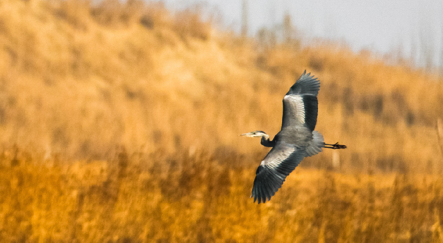 新疆且末：鸟鸣声声入湿地