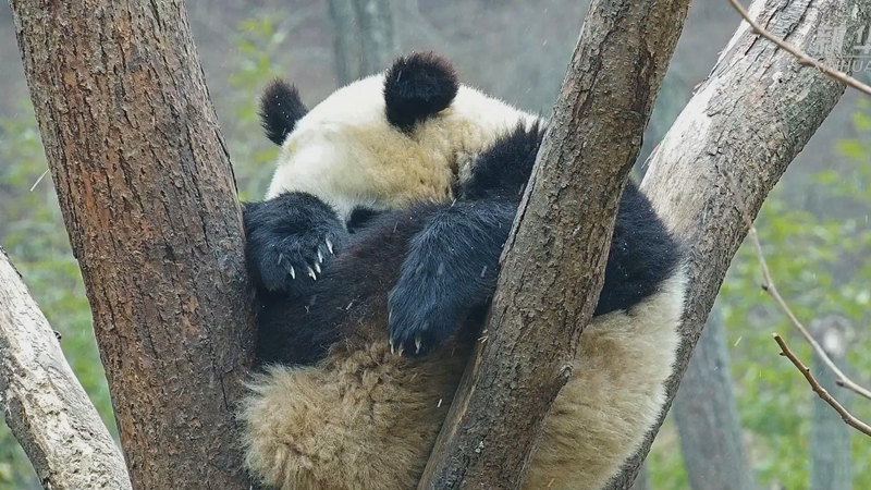 熊猫一觉睡到天下雪