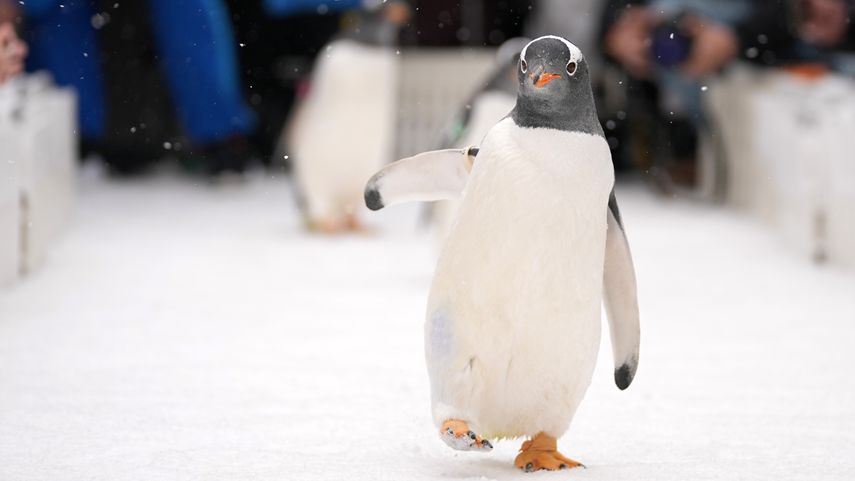 冰城企鹅开启“溜达”之旅