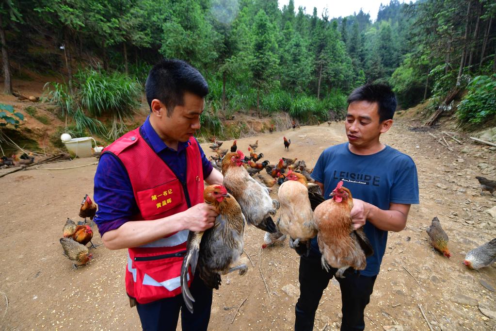 廣西融安：發展特色養殖 助力鄉村振興