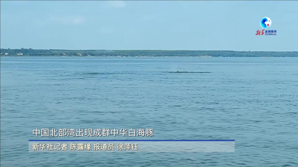 全球連線｜中國北部灣出現成群中華白海豚