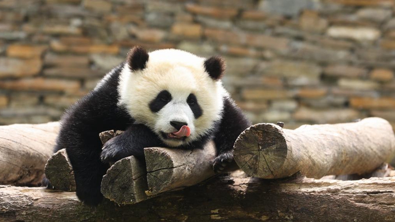 國社@四川｜探秘大熊貓國家公園——共建人與自然和諧共生的樂園
