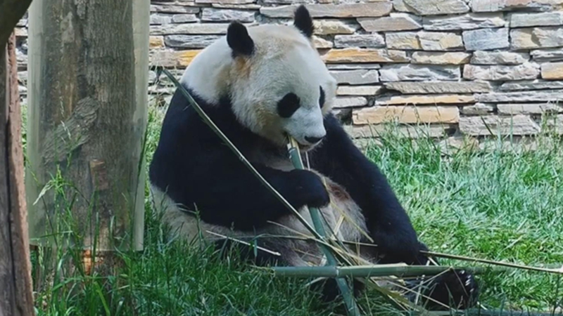 熊貓寶寶：對不起媽媽，我下次慢慢走