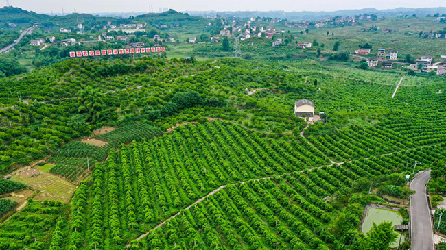 重慶忠縣：國家級田園綜合體助推農業高質量發展