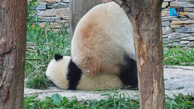 熊猫社区｜当你的妈妈想和你玩时