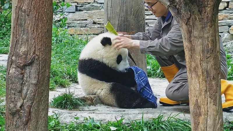 熊猫社区｜奶爸：小奶熊吃完饭要记得擦嘴哦