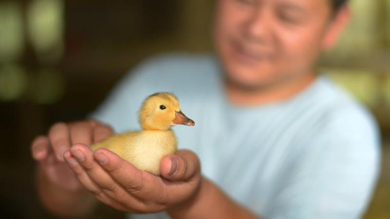贵州三穗：促进传统麻鸭产业提质增效