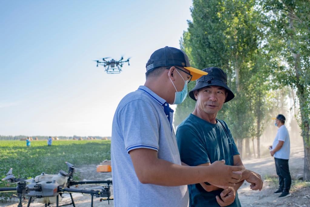 超8000架植保无人机翱翔新疆田野 助力棉粮生产