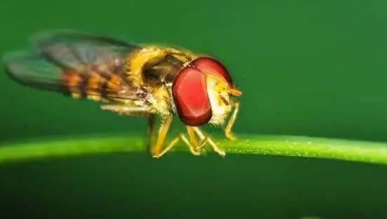 以虫治虫，从源头上防治害虫 重庆投放赤眼蜂以“战”二化螟