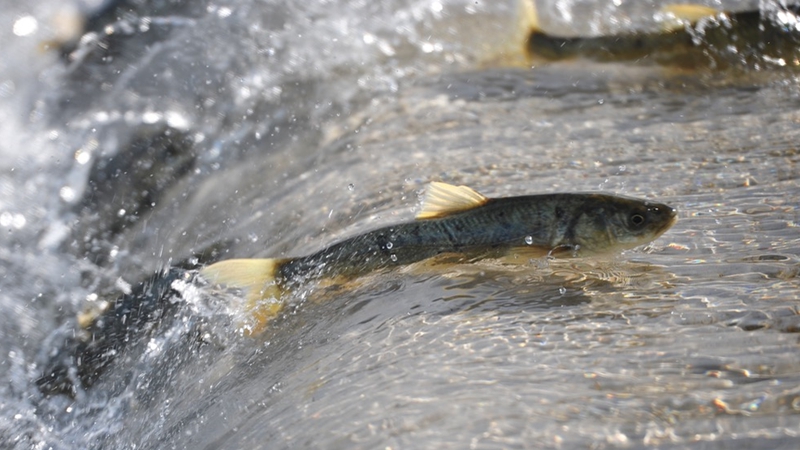 湟魚洄遊：一條魚的生命傳奇
