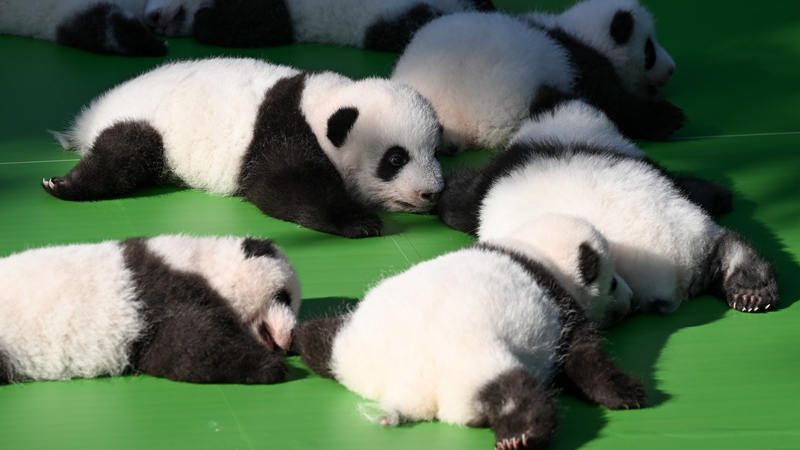 国社@四川｜成都大熊猫繁育研究基地2022级新生大熊猫齐亮相