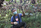 贵州修文猕猴桃迎来收获季 预计今年可上市5.5万吨