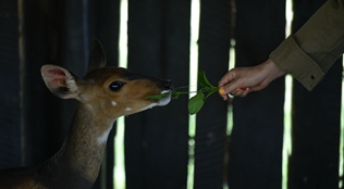 肯尼亚纳纽基：动物孤儿院