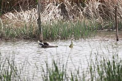 70余种鸟类落户兰州新区秦王川湿地公园