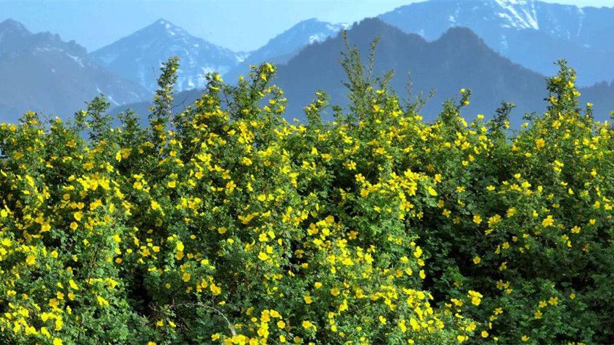 新疆吉木萨尔：野生蔷薇花盛开 漫山遍野迷人眼