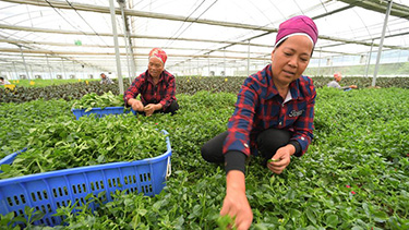 贵州黄平：野菜驯化种植催生农业新业态