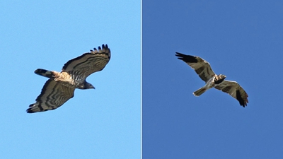 云南大山包新记录到两种珍稀鸟类