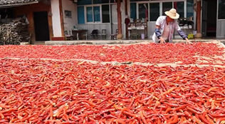 雲南施甸：辣椒豐收紅紅火火
