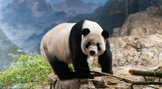 为旅美大熊猫举办欢送活动