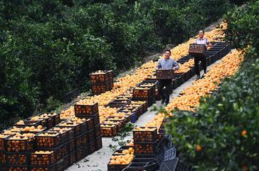 貴州羅甸：臍橙豐收