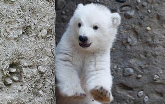 首次露面的小北极熊