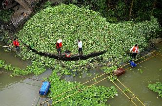 广西柳州清理水浮莲保护水环境