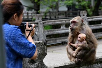 福建武夷山：獼猴與人和諧相處