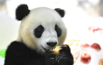 大熊猫消暑有“凉”方