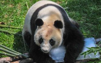 沈阳森林动物园内大熊猫“趴冰”消暑