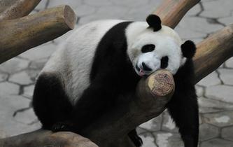 沈阳大熊猫住进空调房清凉度夏