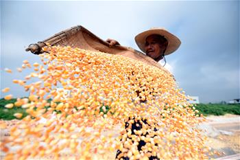 山東郯城十萬余畝玉米豐收